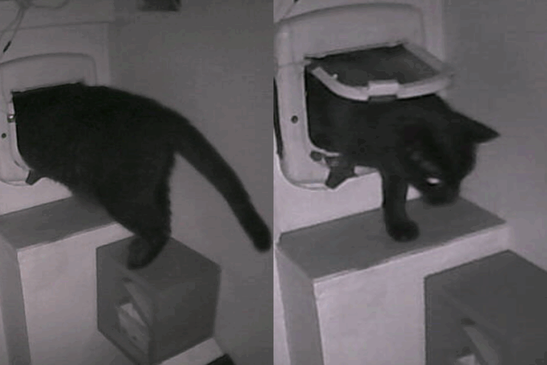 Quién es Pépito, el gato que 