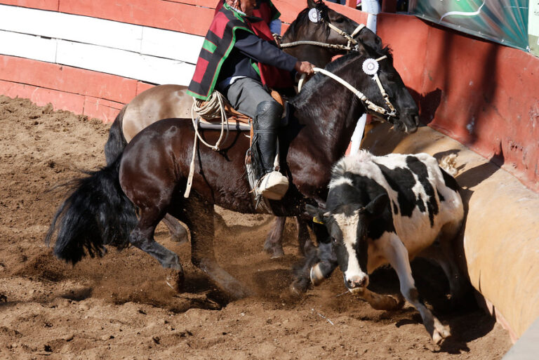Rodeo: Comisión de Agricultura aprobó en general proyecto que lo declara deporte nacional