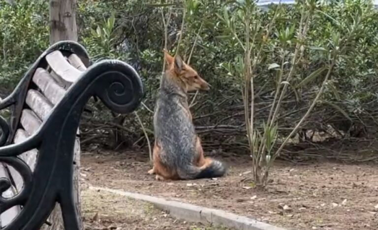 Encuentran en Las Condes al zorro culpeo que había sido visto afuera del Mallplaza Egaña
