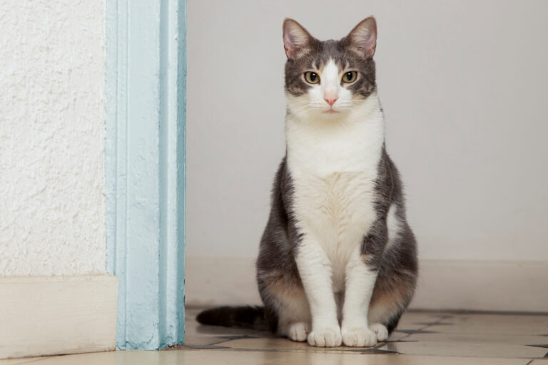 Día Internacional del Gato: Por qué ronronean y otros datos que no sabías de los felinos más populares