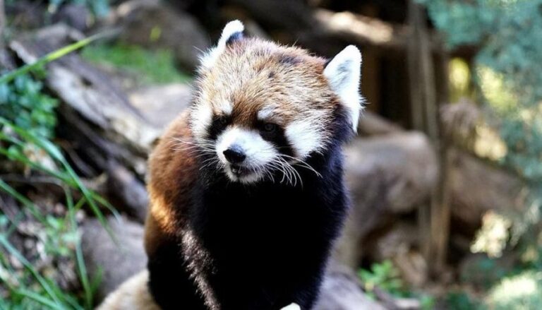 Murió Kelú, el primer y único panda rojo nacido en Chile: 