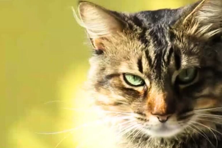 Detectan el primer caso de peligroso hongo brasileño transmitido por gatos en Chile