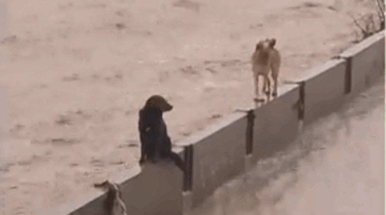 Logran rescatar a los dos perros que quedaron atrapados en el lecho del río Mapocho
