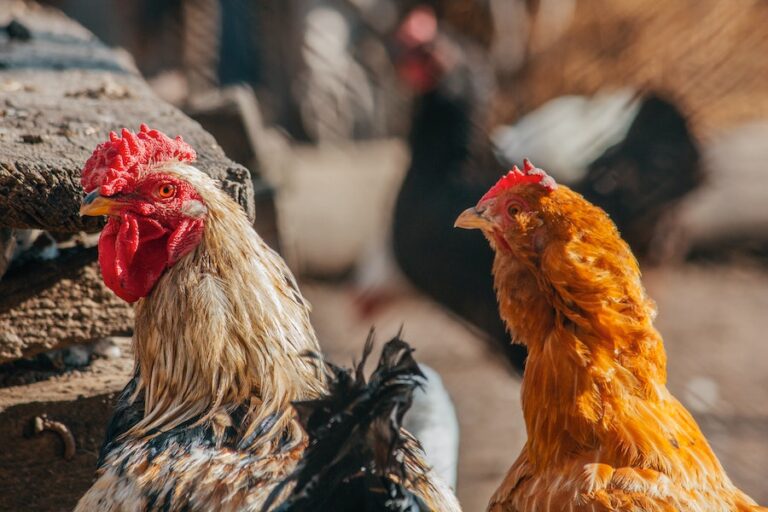 Chile se declara país libre de influenza aviar altamente patógena en aves de corral: 