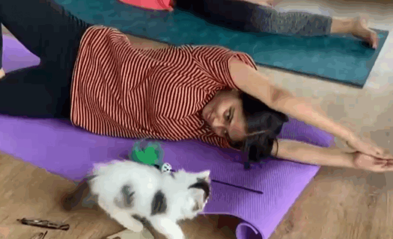 India: Gatitos ayudan a los fanáticos del yoga a dominar posturas