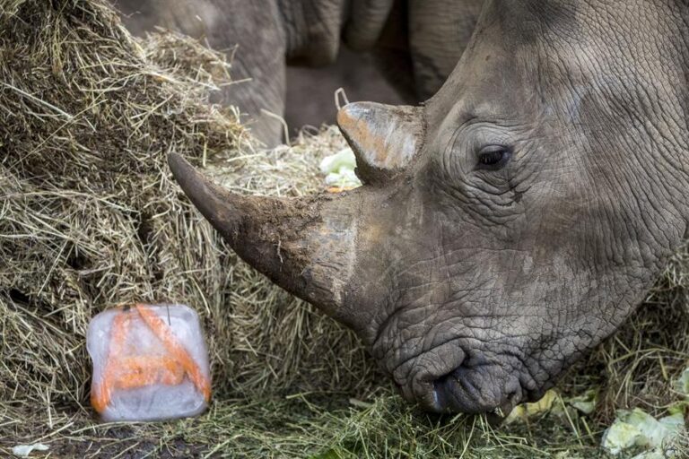 Rinoceronte mata a una cuidadora y hiere a otra persona en un zoológico de Austria