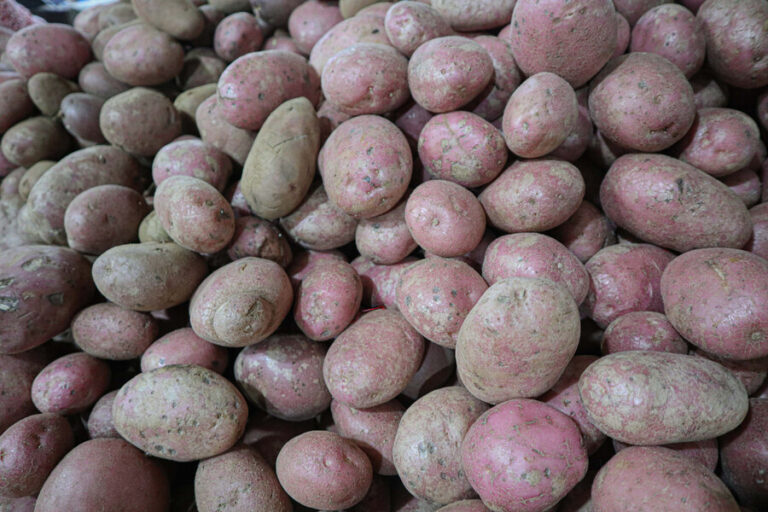 SAG interceptó más de 77 toneladas de papas que ingresaron de forma ilegal al país