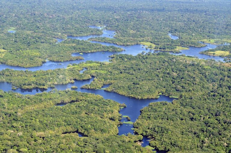 Brasil: Deforestación en la Amazonía cae un 66% en agosto y alcanza un mínimo desde 2018