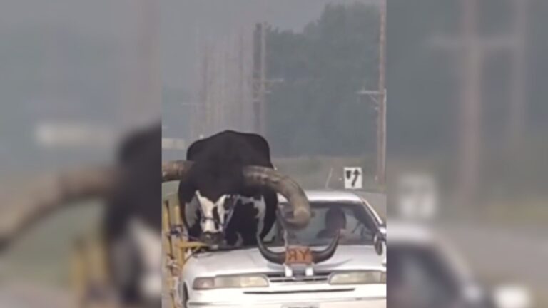 Hombre recorre la carretera con un toro montado en su vehiculo en Estados Unidos