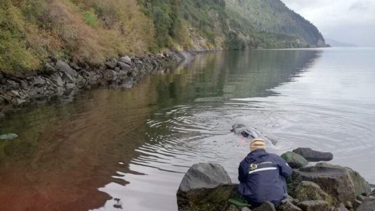 Sernapesca tomará acciones legales ante el Ministerio Público por varamiento de Ballena en Aysén