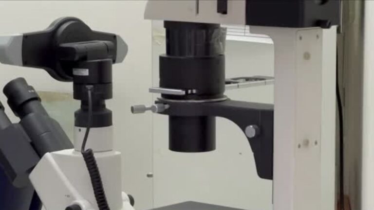 Brote de virus Nipah enciende las alertas: Qué es, cuáles son sus síntomas y el origen de los contagios