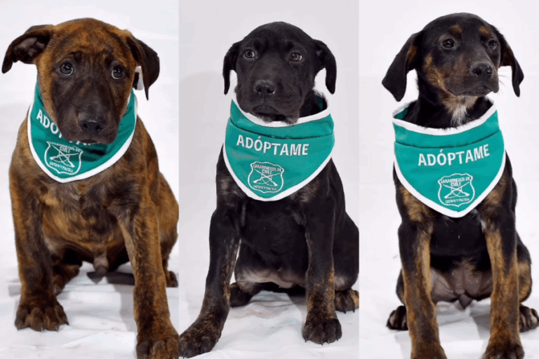 ¿Cómo adoptar a los perritos que desfilaron junto a Carabineros en la Parada Militar 2023?