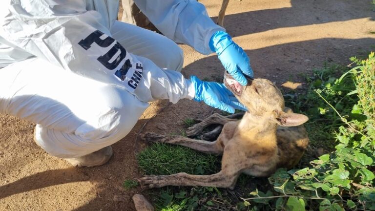 Detienen a hombre en San Pedro por maltrato animal: Tres perros estaban en condiciones de desnutrición severa