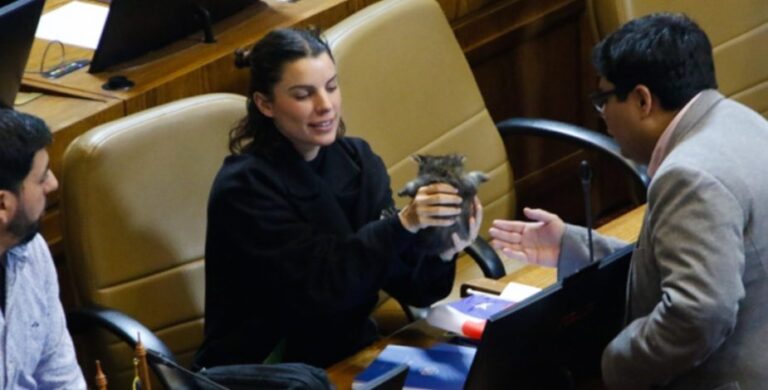 “No está a la altura”: Diputada Orsini genera críticas al ingresar con un gato a la Cámara
