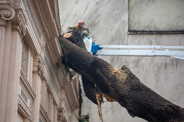 Municipalidad de Santiago creará una obra de arte con árbol caído en el Palacio Cousiño
