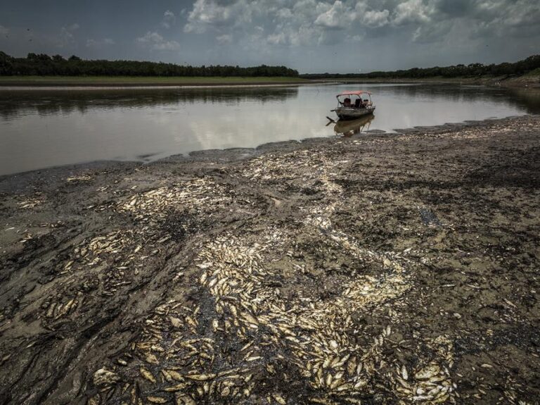 Brasil: Hallan cerca de 110 delfines de río muertos en un lago de la Amazonía