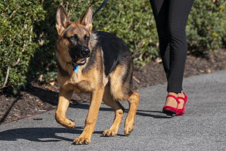 Perro de Joe Biden volvió a morder a un agente del Servicio Secreto