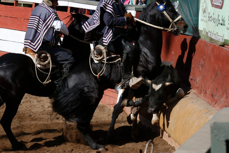 Confederación del Rodeo Chileno y campaña 