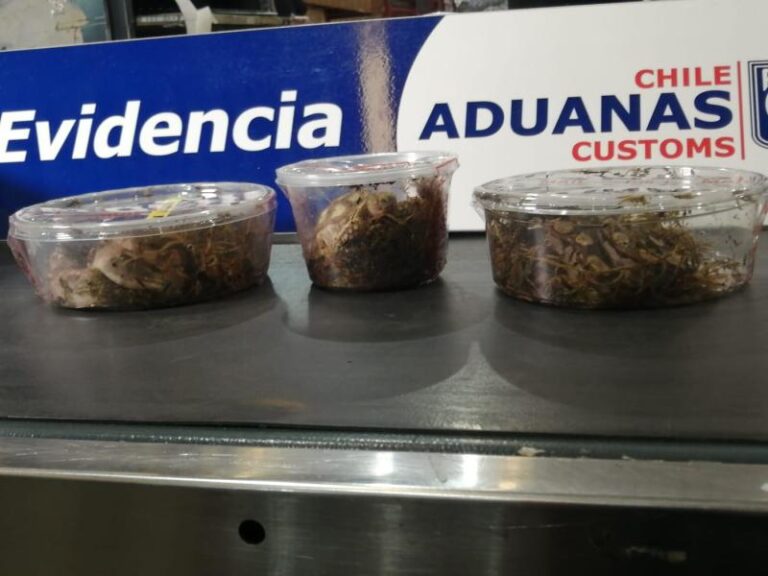 Inusual hallazgo en el Aeropuerto de Santiago: Aduanas requisó serpientes vivas dentro de envases plásticos