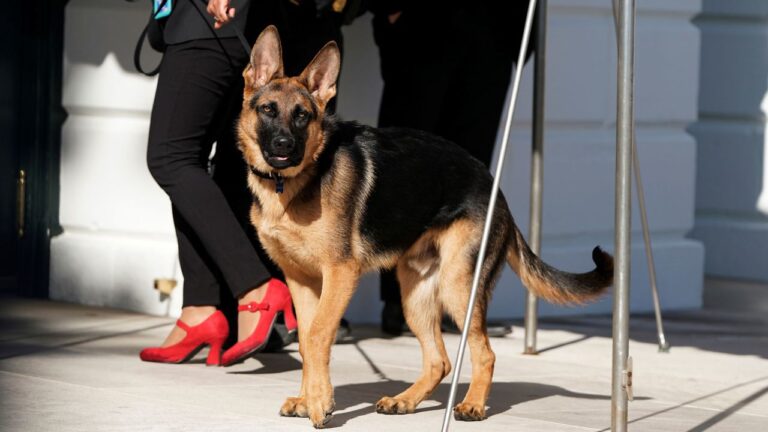 El perro de Biden, Commander, está involucrado en más incidentes de mordeduras en la Casa Blanca de los reportados anteriormente