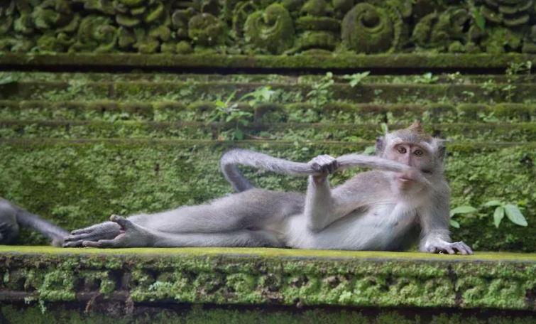 Estos son los divertidos finalistas de los premios Comedy Wildlife Photo 2023