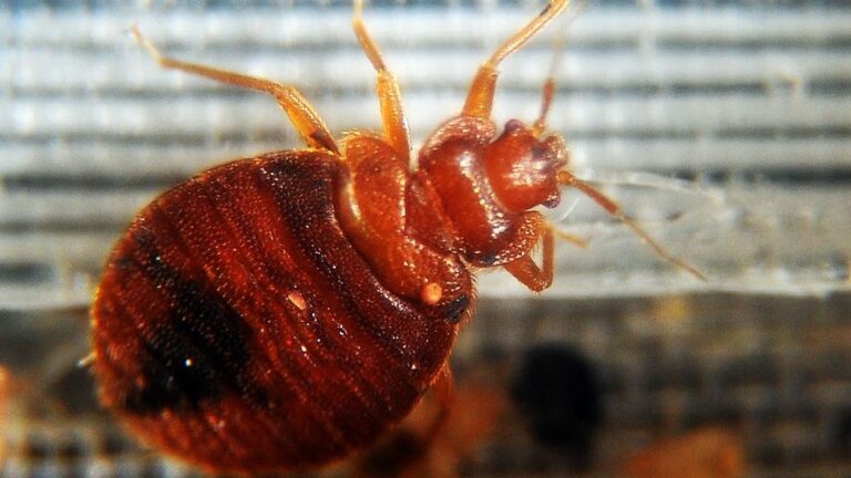 Plaga de chinches afecta a Paris: Autoridades advierten que podría afectar a otras ciudades de Francia