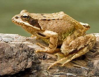 El arte del engaño: Ranas hembras fingen su muerte para evitar apareamiento con machos acosadores