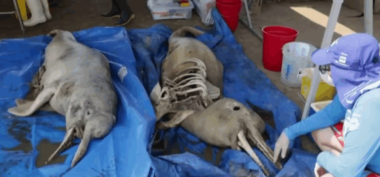 Brasil: Encuentran más de 100 delfines muertos en medio de grave sequía