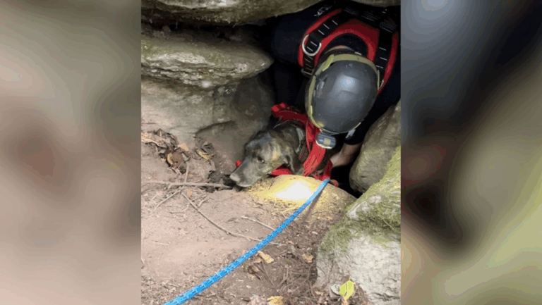 Bomberos encontraron un oso mientras intentaban rescatar a un perro de una cueva