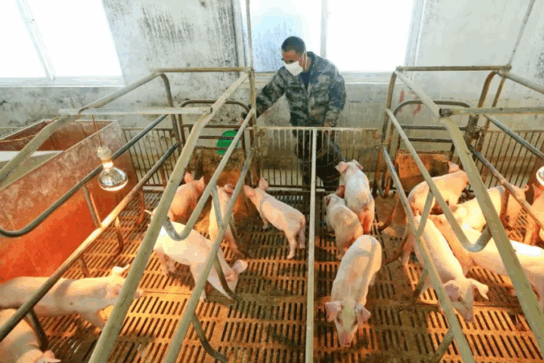 Confirman primer caso en Reino Unido de gripe porcina H1N2 en humano: Autoridades ya realizan trazado por eventual contagio