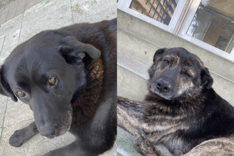Denuncian casos de maltrato animal en Valdivia: Manifestantes atacaron café de presunto involucrado