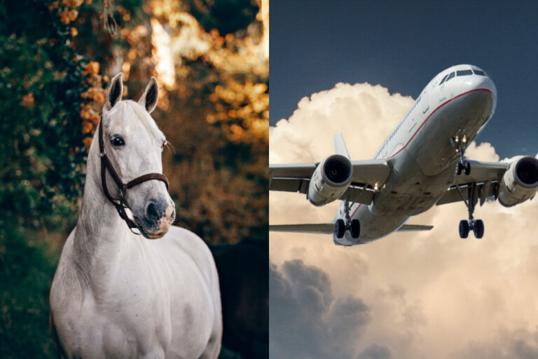 Insólito incidente en Estados Unidos: Avión debió aterrizar de emergencia luego de que un caballo se escapara de su corral