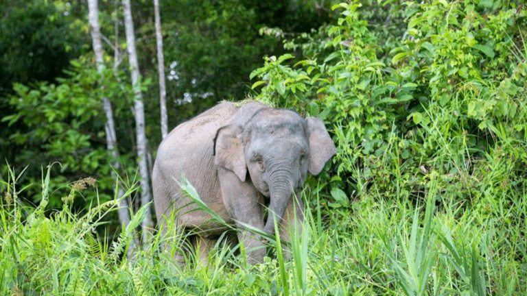 Manada de elefantes pisotea vehículo que atropelló a una de sus crías en Malasia