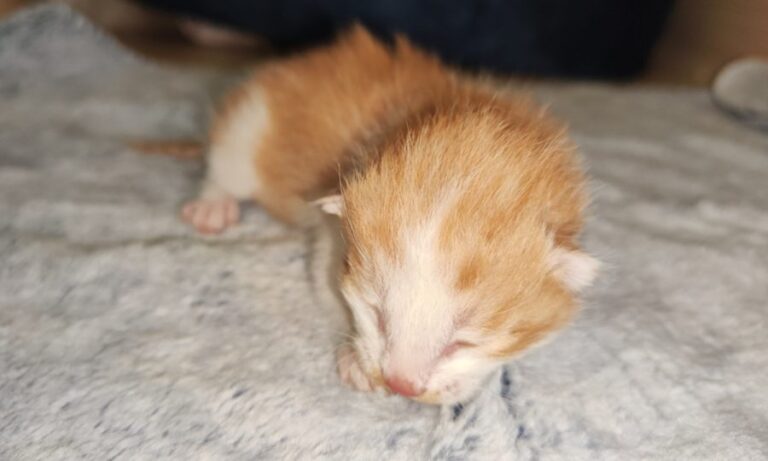 China clona por primera vez un gato usando equipos y reactivos chinos: 
