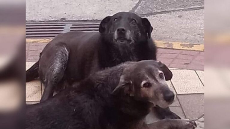 Encuentran a perritos comunitarios desaparecidos en Valdivia: Estaban enterrados en el patio de un gimnasio