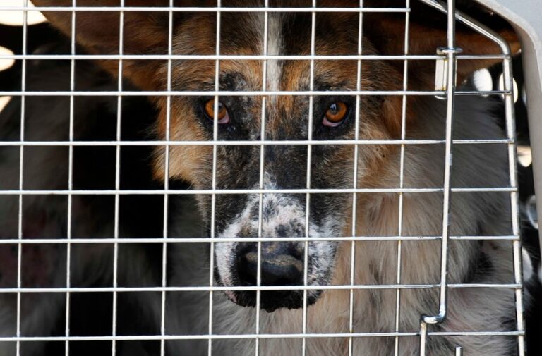 Colmevet rechaza uso de sacrificio masivo mediante eutanasia como política para enfrentar ataques de perros