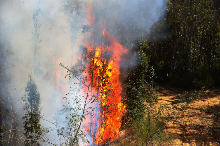 Senapred declara Alerta Roja para la comuna Valparaíso por incendio forestal