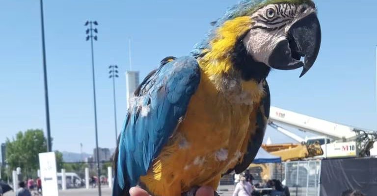 Hombre se hace viral por ir a votar con un Guacamayo: ¿Es legal su tenencia?