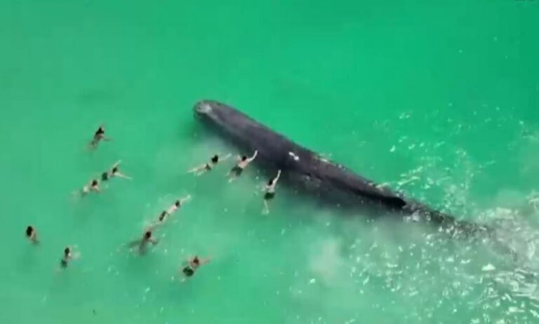 Ballena sorprende a bañistas en una playa australiana: Diversas personas se acercaron a tocar al animal