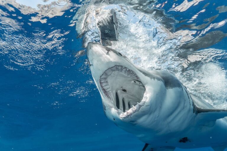 Turista muere tras ser atacada por un tiburón en Las Bahamas