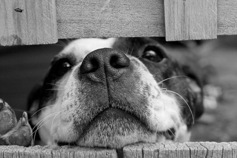 Alarma en el mundo científico: Misteriosa enfermedad canina se extiende en Estados Unidos