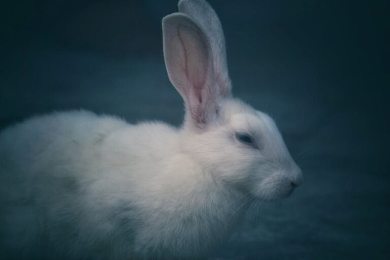 Aprueban proyecto que prohíbe el testeo en animales con fines cosméticos: ¿Qué implica en la práctica?