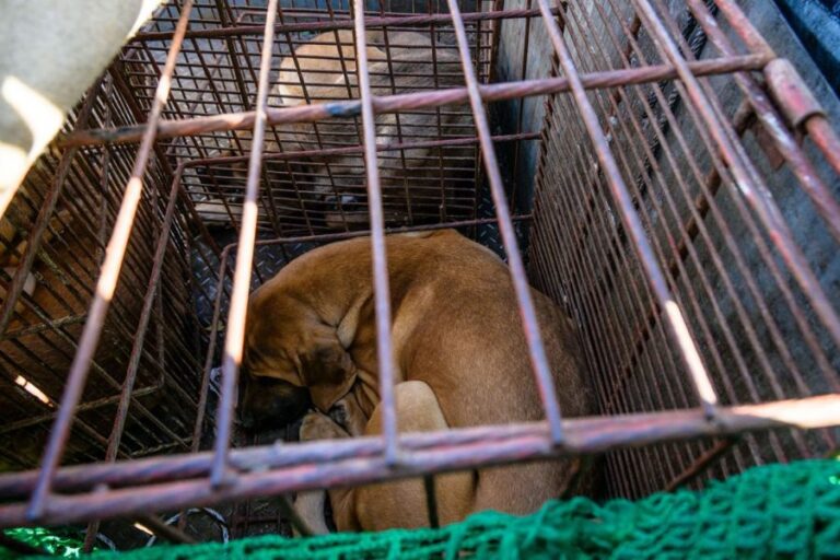 Parlamento surcoreano aprueba prohibir el consumo humano de carne de perro para 2027