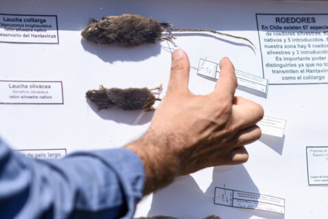 Región de O'Higgins: Confirman la primera muerte del año por Hantavirus