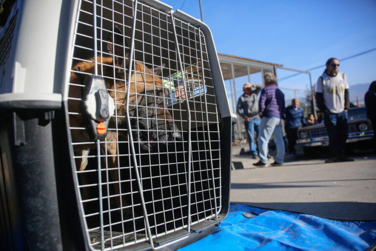 Tenencia responsable vs. eutanasia o caza: El debate frente a los ataques de perros 
