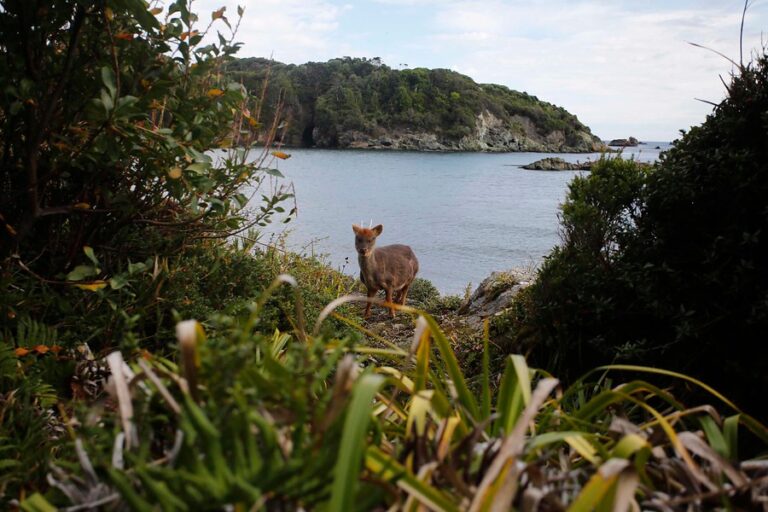 “Lento por la Fauna”: Gobierno lanza campaña que llama a reducir la velocidad para proteger especies nativas