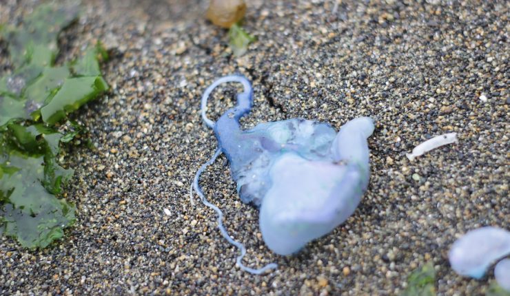 Cierran Playa Grande de Tongoy por presencia de fragata portuguesa