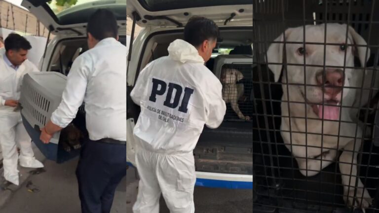 Detención por maltrato animal en Quilicura: PDI rescata a dos perros y detiene a dueño que mantenía antecedentes