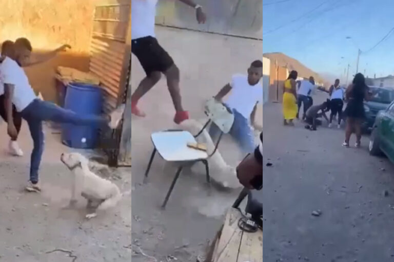 Detienen a hombre acusado de participar en brutal agresión a perrito en Copiapó