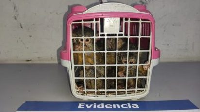 Cinco crías de mono ardilla fueron rescatadas en paso fronterizo de la Región de Taparacá
